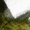 eggs in nest2
