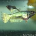 young betta 5weeks