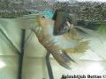betta spawn2