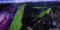 small betta 1day2