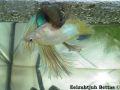 betta spawn3