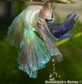 betta spawn4