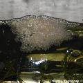 eggs in nest1