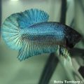 young betta 11weeks
