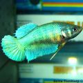 betta f