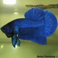 betta m