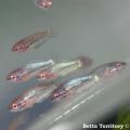 small betta 3+weeks