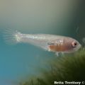 small betta 2weeks