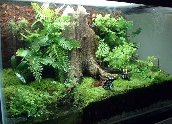 10 percent water paludarium