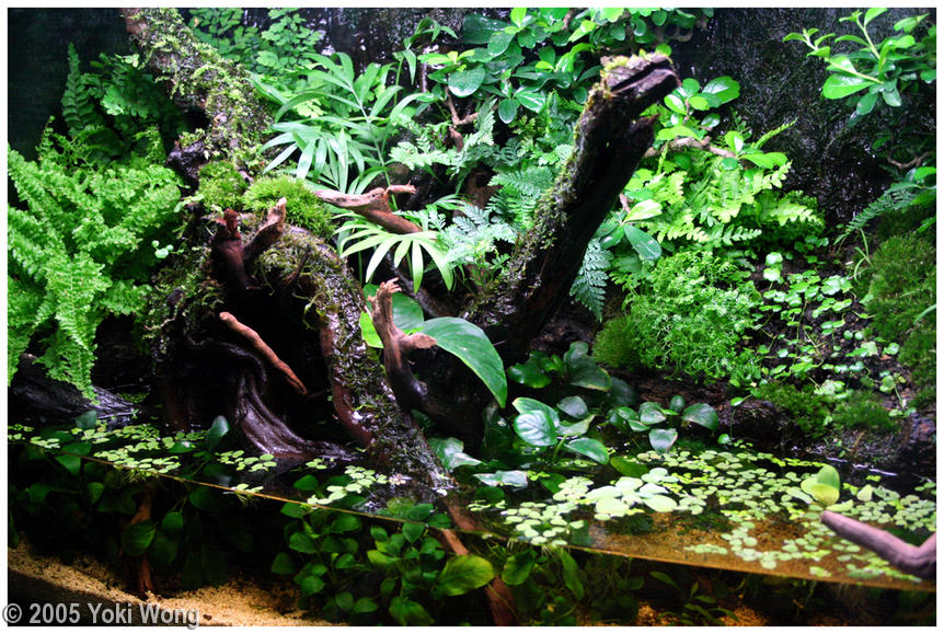 typical paludarium