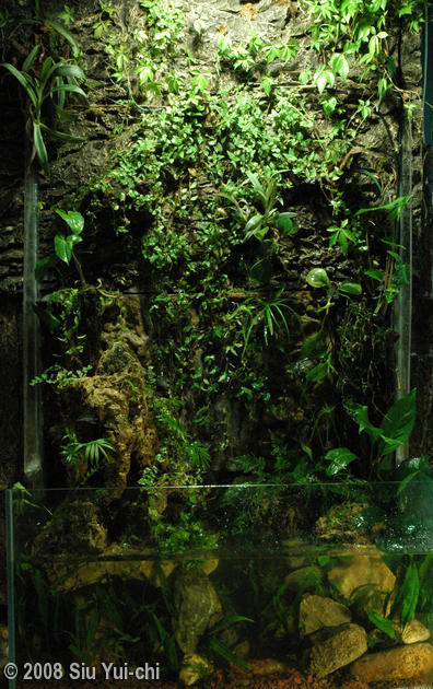 paludarium wall type