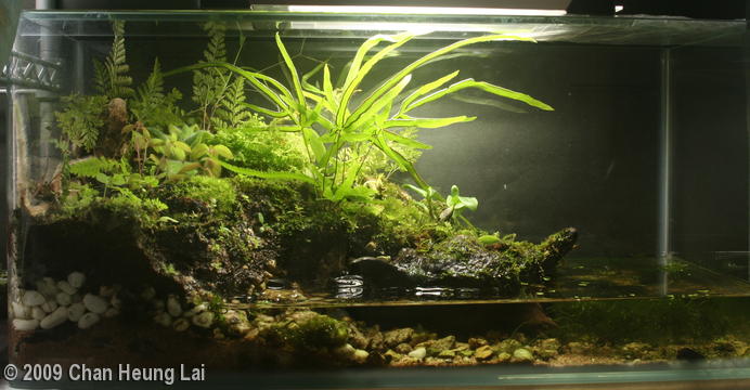 paludarium type shore