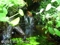 paludarium waterfall