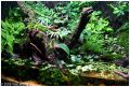typical paludarium