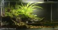 paludarium type shore