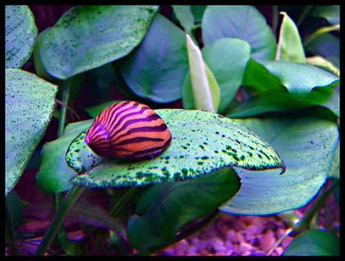 Neritina natalensis 2