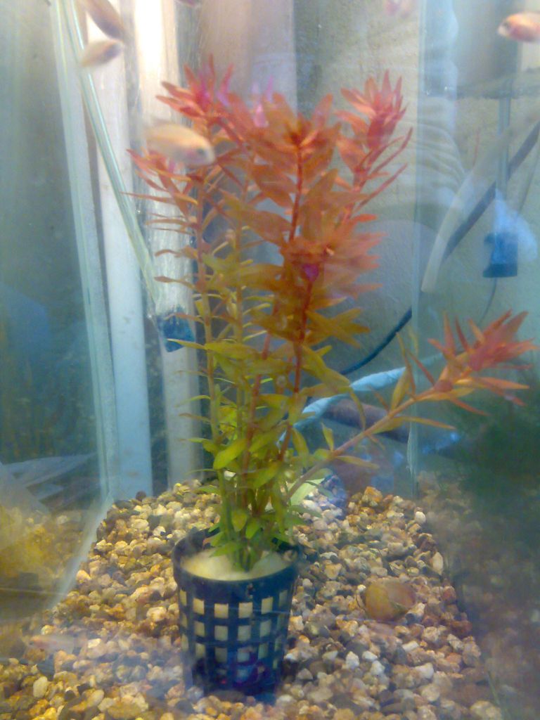 Rotala