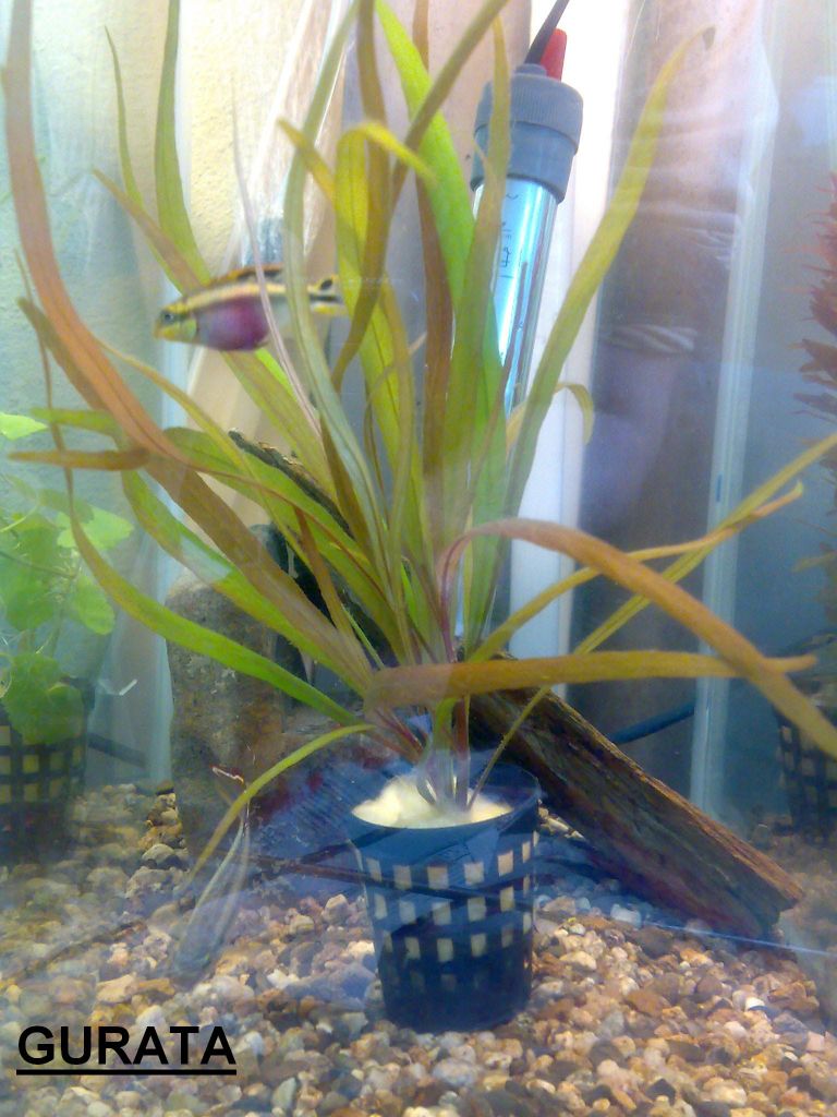 Nomaphila Sp.Narrow Leaf