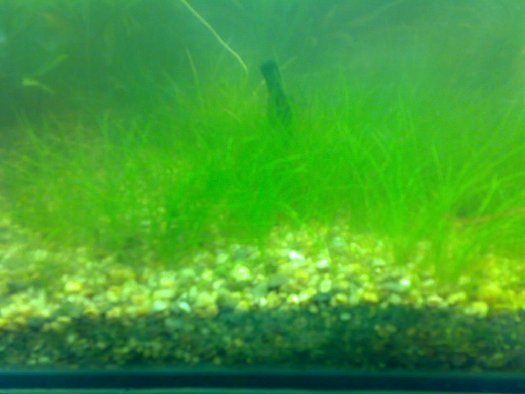 Eleocharis vivipara Link.