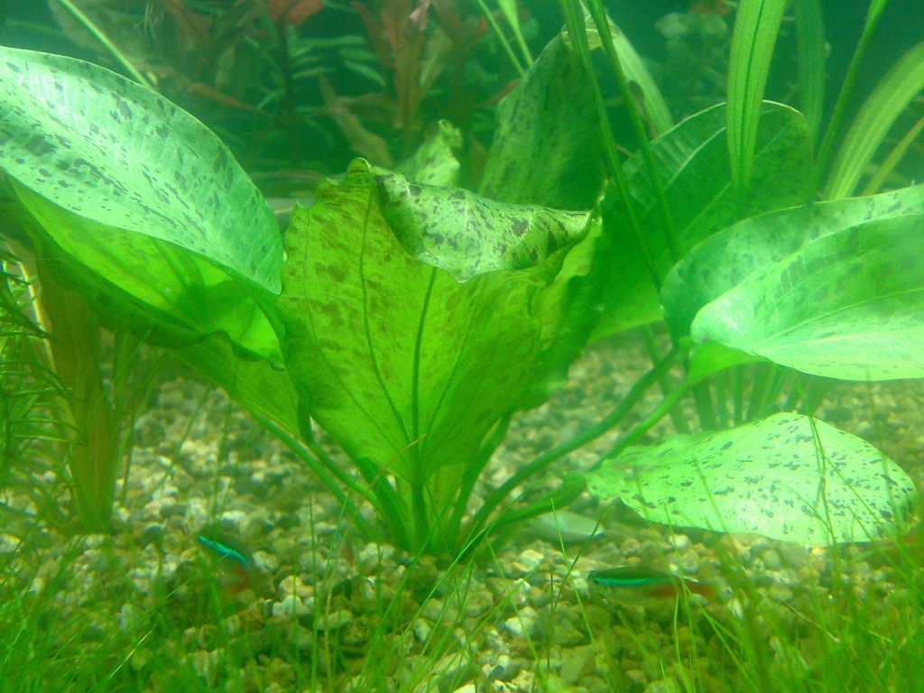 Echinodorus ocelot green