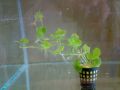 Хидрокотиле (Hydrocotyle)
