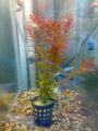 Rotala