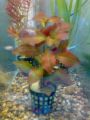 Ludwigia repens