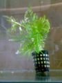 Hygrophila difformis Linne, f.) Blume