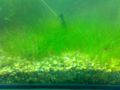 Eleocharis vivipara Link.