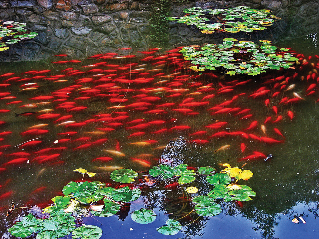 Eзерни риби