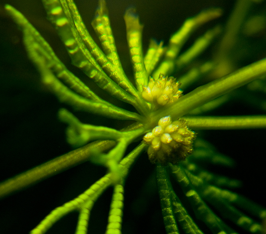 Роголистник - цвят