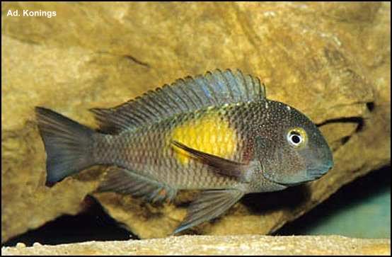 Tropheus moorii Mpulungu 03