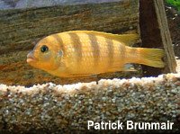 PseudotropheusLombardoi klein