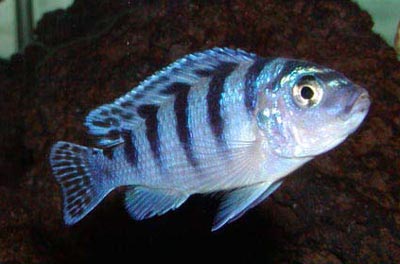Pseudotropheus lombardoi