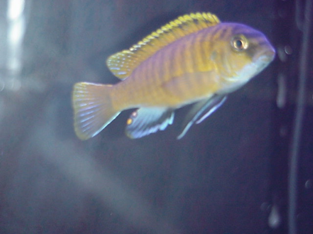 redfin1