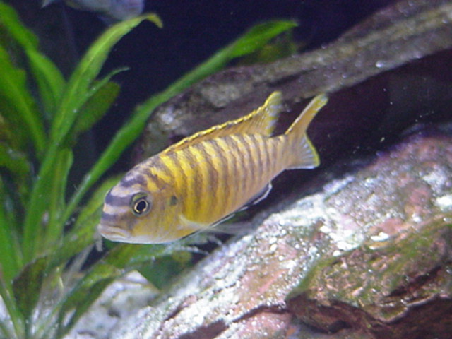 redfin5