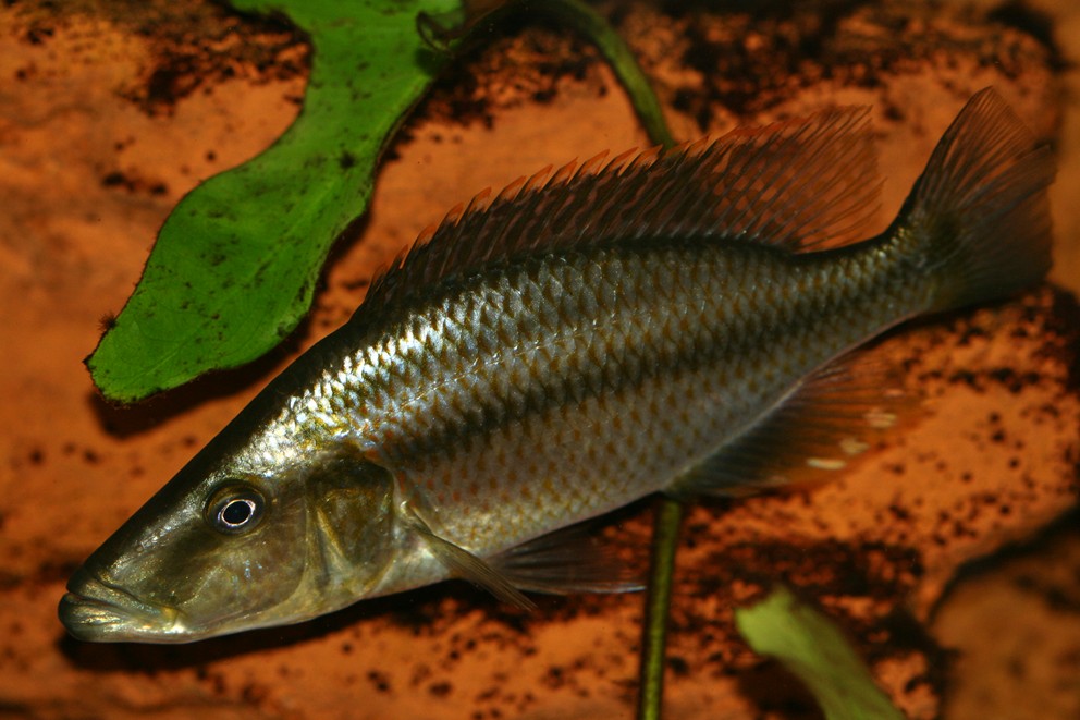 Dimidiochromis compressiceps 02