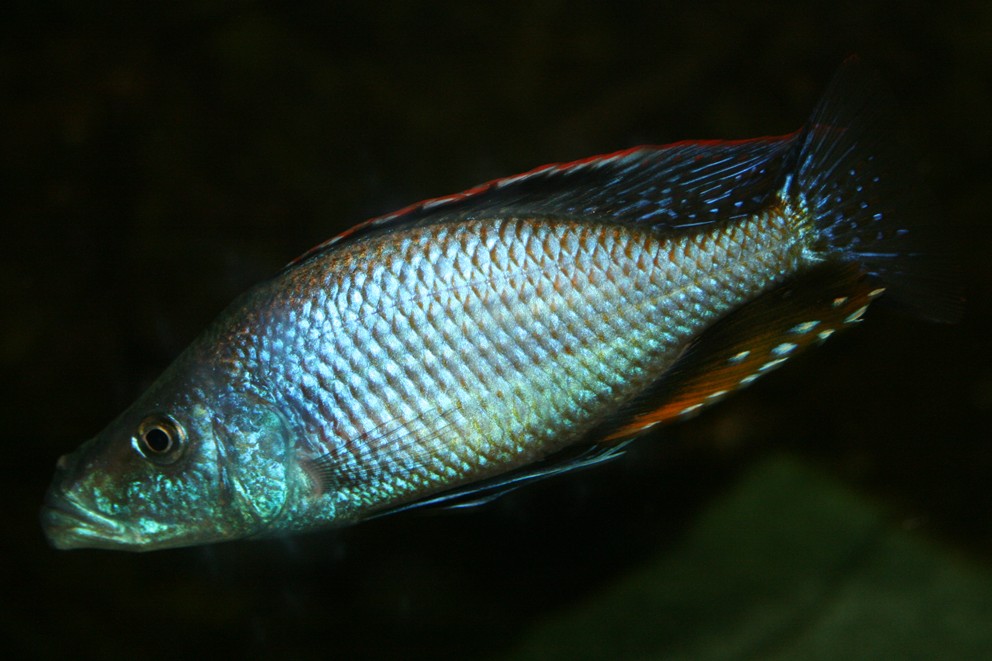 Dimidiochromis compressiceps 03