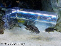 art fish trap 05