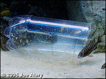 art fish trap 04