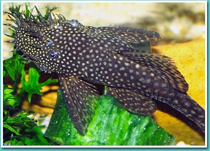 ancistrus31