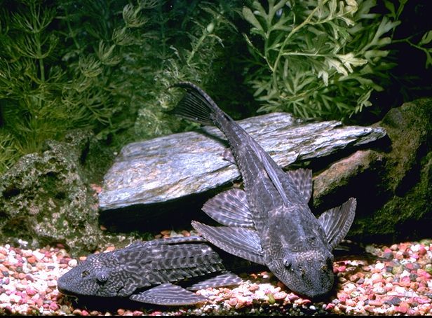 pleco1