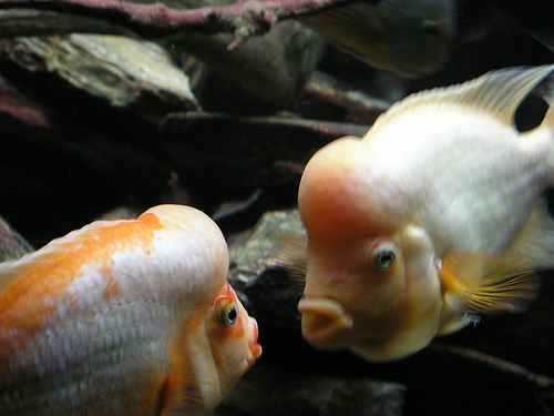 reddevilcichlid1