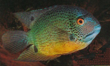 severum1