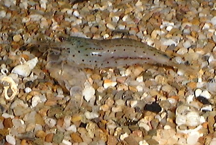 yamato numaebi