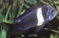 Tropheus duboisi