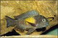 Tropheus moorii Mpulungu 03