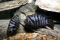 convictcichlids1