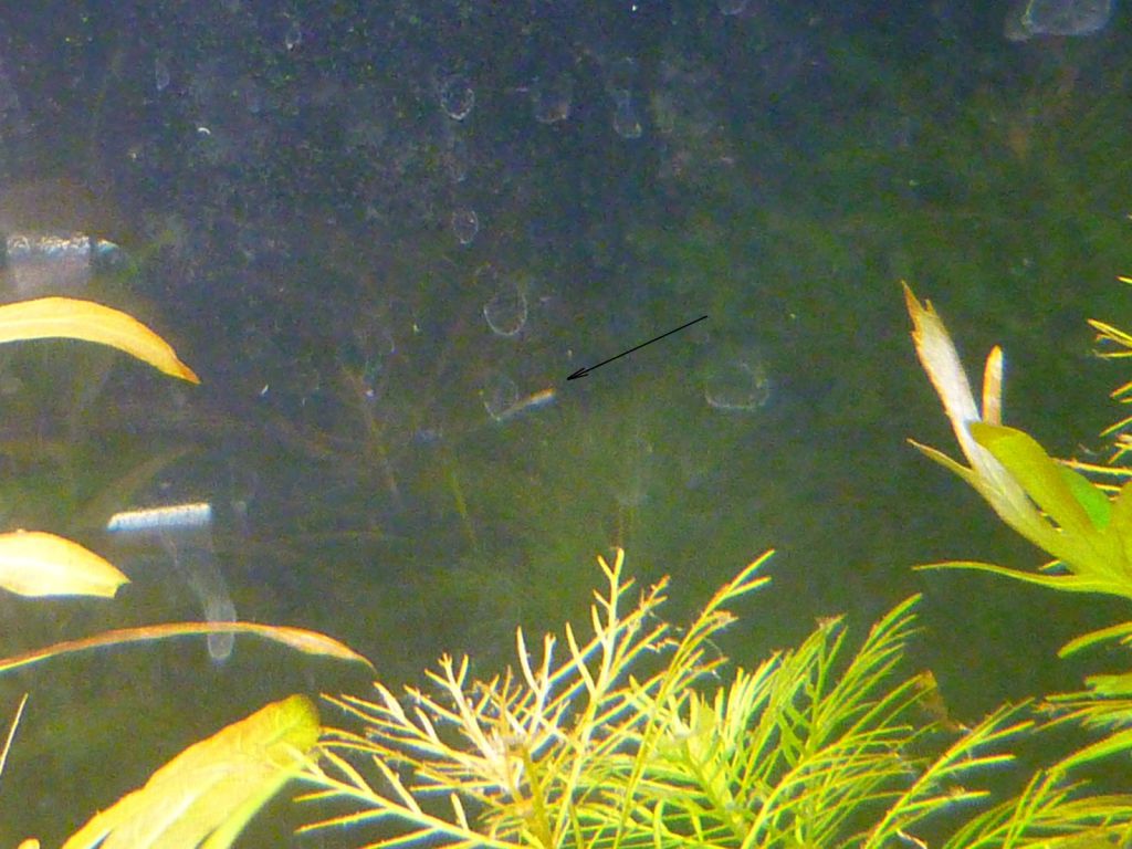 newborn