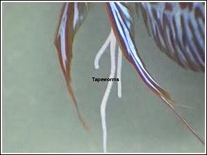 tapeworms1